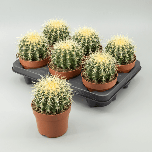 Echinocactus grusonii (coussin de belle-mère), Plante de 20 cm de haut, lot de 6 unités