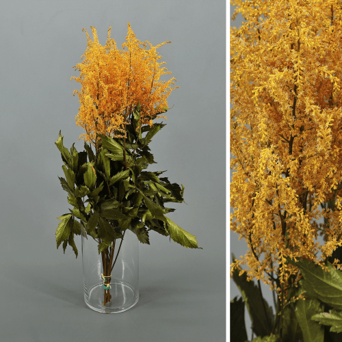 Astilbe preservada amarilla