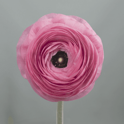 Ranunculus Elegance Pink