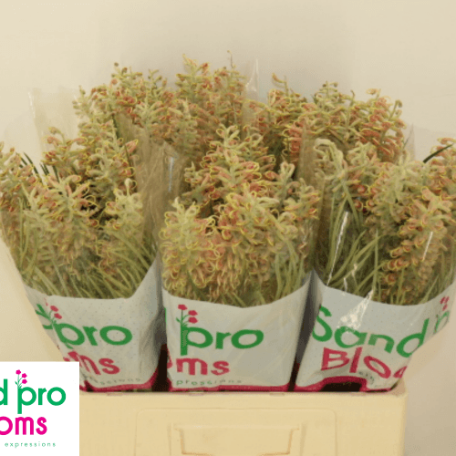 Grevillea Mix