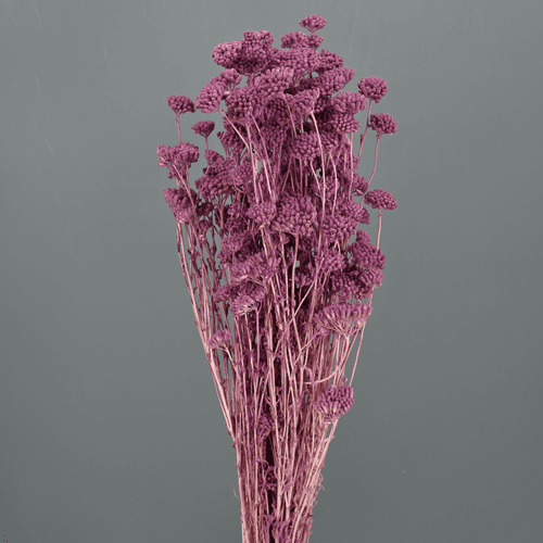 Achillea Silvestre, Morado