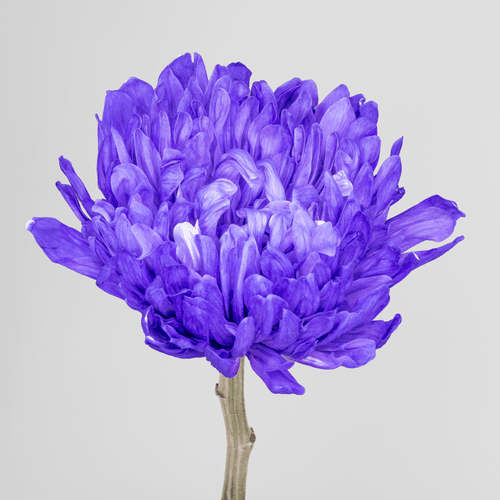 Chrysanthème uniflore Antonov violet, Fleur fraîche de 70 cm de long