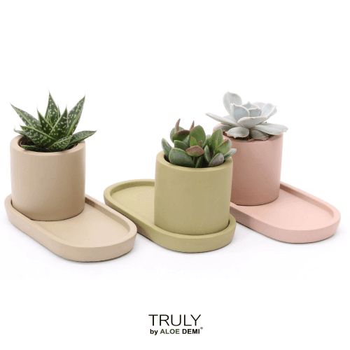Composición de Suculentas Mix, Planta de 12 cm de alto, pack de 6 uds