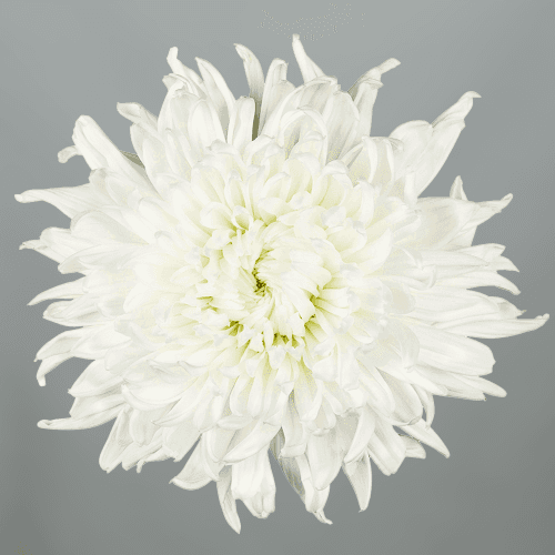 Bouquet de 10 Chrysanthèmes Uniflora Blancs Antonov, Fleur fraîche de 70-75 cm de long, 10 tiges