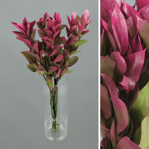 Botte de 20 Ruscus Teinté Bicolore Fuchsia et Vert