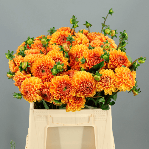 Caja de 60 Dalias American Sunset naranjas (Dahlia spp.), Flor fresca de 40-55 cm de largo, ramo de 40 tallos