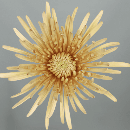 Crisantemo uniflora Cipria salmón, Flor fresca de 70 cm de largo