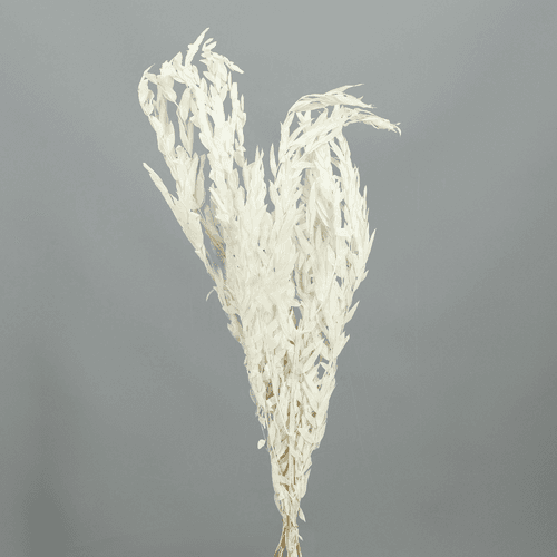 Eucalipto Parvifolia preservado blanco, Flor preservada de 70 cm de largo
