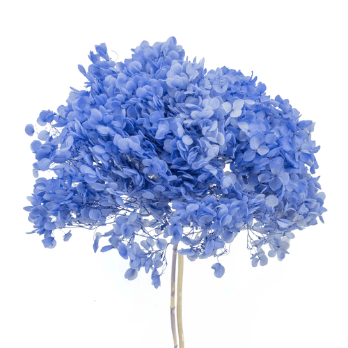 Hortensia Annabella préservée bleu clair, Fleur stabilisée de 70 cm de long