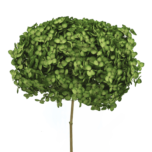 Hortensia Annabella préservée pistache, Fleur stabilisée de 70 cm de long