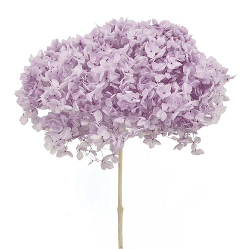 Hortensia Annabella Préservée Lavande, Fleur stabilisée de 70 cm de long