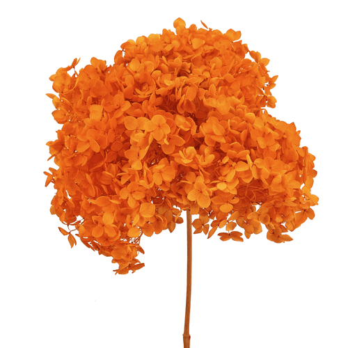 Hortensia Annabella Préservée Orange, Fleur stabilisée de 70 cm de long