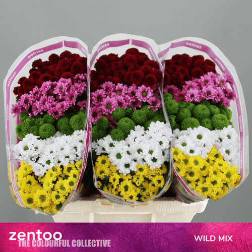 Bouquet de 25 Chrysanthèmes Santini Wild Mix, Fleur fraîche de 55 cm de long, 50 tiges