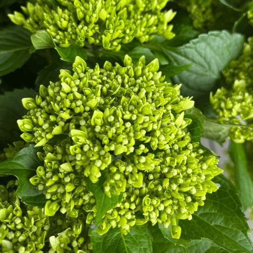 Hydrangea (hortensia) Dark Green 50 cm, Fleur fraîche de 50 cm de long