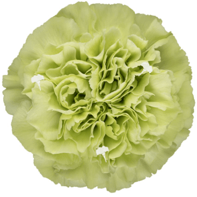 Cravo Baobab verde claro, Flor fresca de 70 cm de comprimento Geoflora