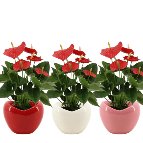 Pack de 4 Anthurium Esudo rojos (flor de flamenco) en cerámica, 40 cm, Planta de 40 cm de alto