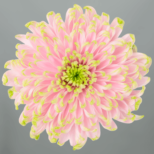 Chrysanthème uniflora Rossano Charlotte, Fleur fraîche de 70 cm de long