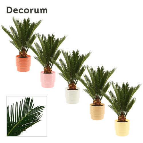 Cica Revoluta en Cerámica Naemi, Planta de 45 cm de alto, pack de 5 uds
