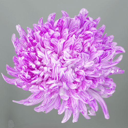 Bouquet de 10 chrysanthèmes roses Antonov Soft Erica, Fleur fraîche de 70 cm de long, 10 tiges