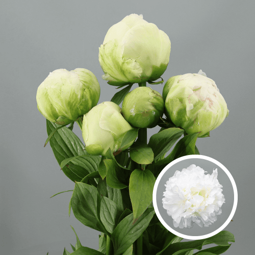 Peónia Paeonia lactiflora Puffed Cotton branca, Flor fresca de 55 cm de comprimento
