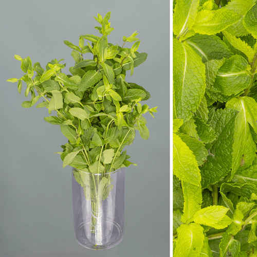 Menta fresca, 50 cm, 200 g (2 uds)