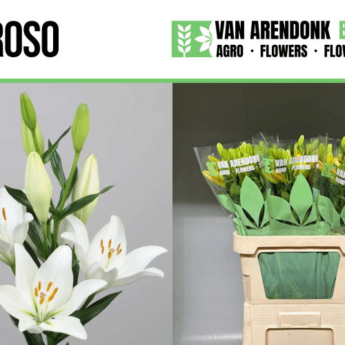 Lilium Asiático Doroso Blanco, Flor fresca de 80 cm de largo
