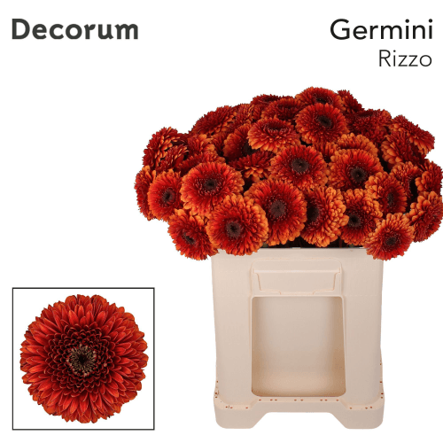 Gerbera mini Rizzo teja, Flor fresca de 50 cm de largo, ramo de 20 tallos