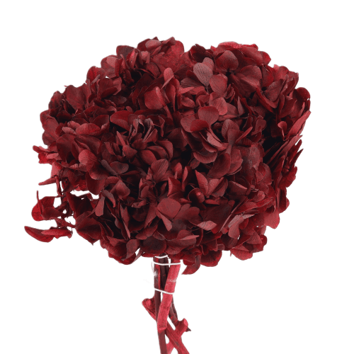 Hydrangea Rojo, Rojo, 1 tallos