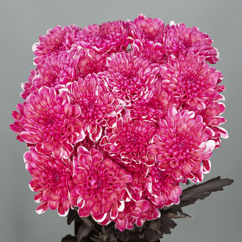 Chrysanthème Altaj rouge, Fleur fraîche de 70 cm de long