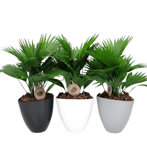 Livistona Rotundifolia (Avani Pot) Cerámica
