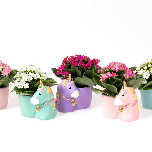 Suculenta Mini en Cerámica de Unicornio (regalo), Planta de 6 cm de alto, pack de 10 uds