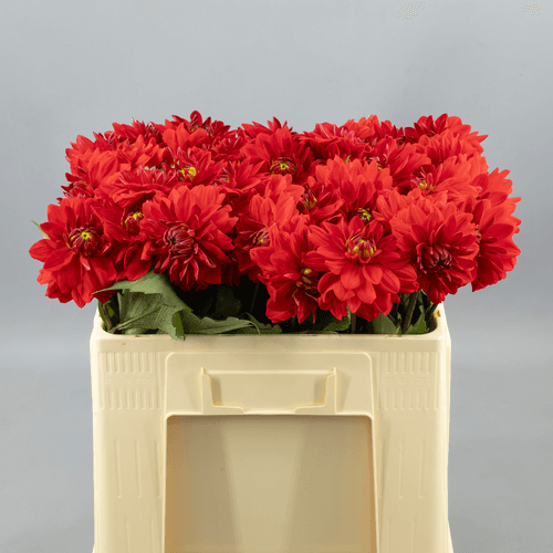 Ramo de 40 dalias rojas Dahlia 'Heatwave', Flor fresca de 55 cm de largo, 40 tallos