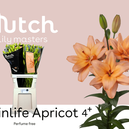 Lilium asiático Twinlife Apricot, Flor fresca de 85 cm de largo