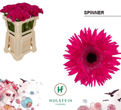 Gerbera mini Spinner fuchsia, Fleur fraîche de 50 cm de long
