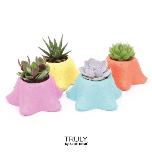 Composición de Suculentas Starfish en Cerámica, Planta de 12 cm de alto, pack de 6 uds