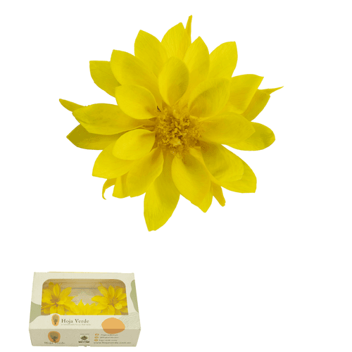 Dalia Preservada Amarilla