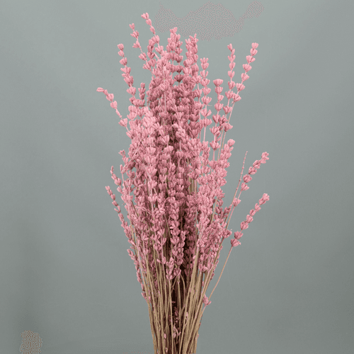 Lavande Séchée Rose