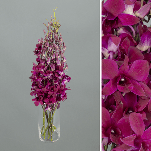 Dendrobium Black Beauty púrpura, Flor fresca de 55 cm de largo, ramo de 10 tallos