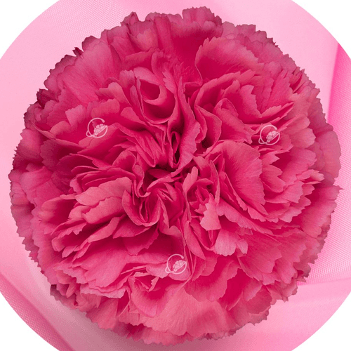 Clavell fúcsia Bruna, Flor fresca de 70 cm de llarg, ram de 25 tiges Geoflora