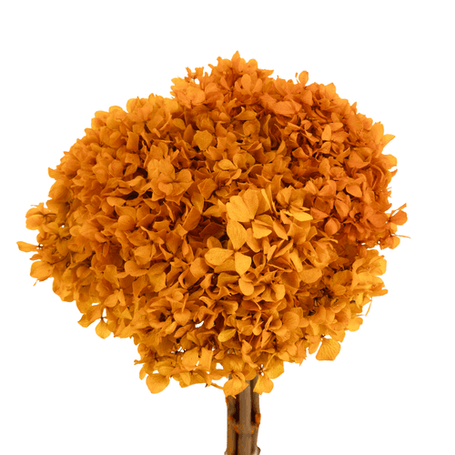 Hortensia Préservée Orange, Fleur stabilisée