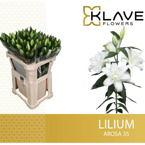 Lilium Oriental Doble Arosa, Flor fresca de 85 cm de largo, ramo de 10 tallos
