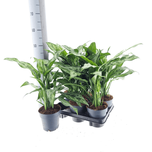 Aglaonema Romeo (aglaonema rosa), Planta de 50 cm de alto, lote de 6 unidades