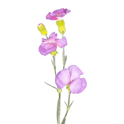 Œillet mini Solomio Misteryfly, Fleur fraîche de 55 cm de long