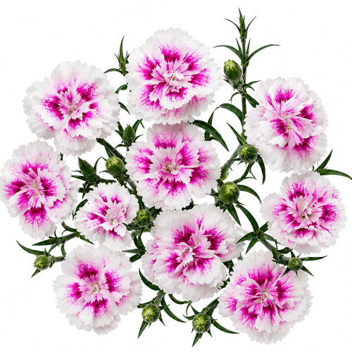 Cravo Solomio Raffine Thia bicolor, Flor fresca de 55 cm de comprimento