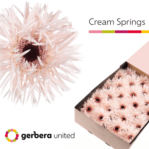 Grand gerbera Cream Springs rose clair, Fleur fraîche de 45 cm de long