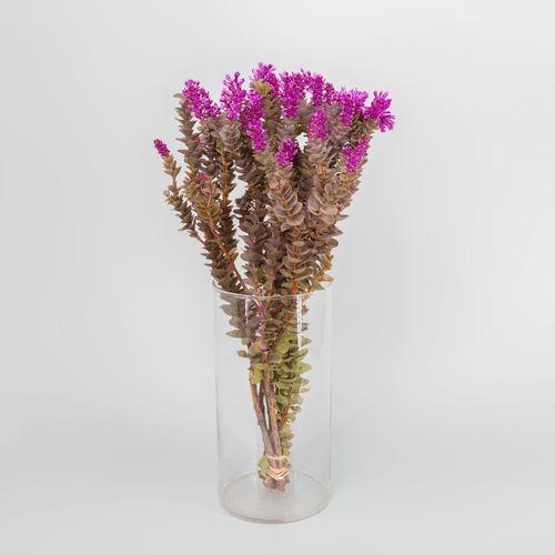 Paranomus rosa, Flor fresca de 40 cm de largo, ramo de 10 tallos