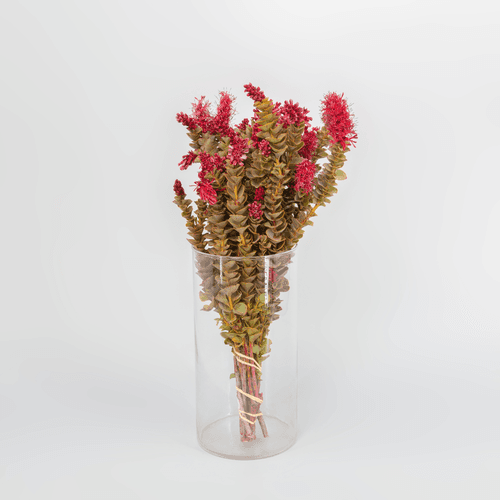 Paranomus rojo, Flor fresca de 40 cm de largo, ramo de 10 tallos