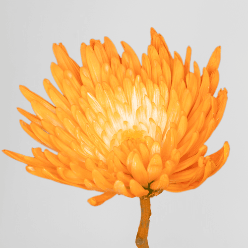 Bouquet de 20 Chrysanthèmes Uniflora Orange Teintés, Fleur fraîche de 75 cm de long, 20 tiges