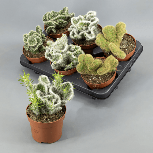 Cactus crestado surtido (cristata) 20 cm, Planta de 20 cm de alto, pack de 6 uds