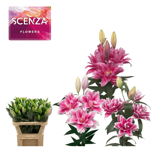 Lys oriental double rose, Fleur fraîche de 70-80 cm de long, bouquet de 20 tiges